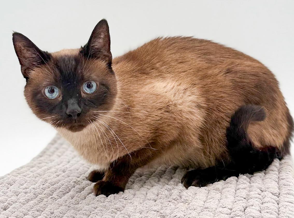 Gizmo Is Grrrreat!  thumbnail 2