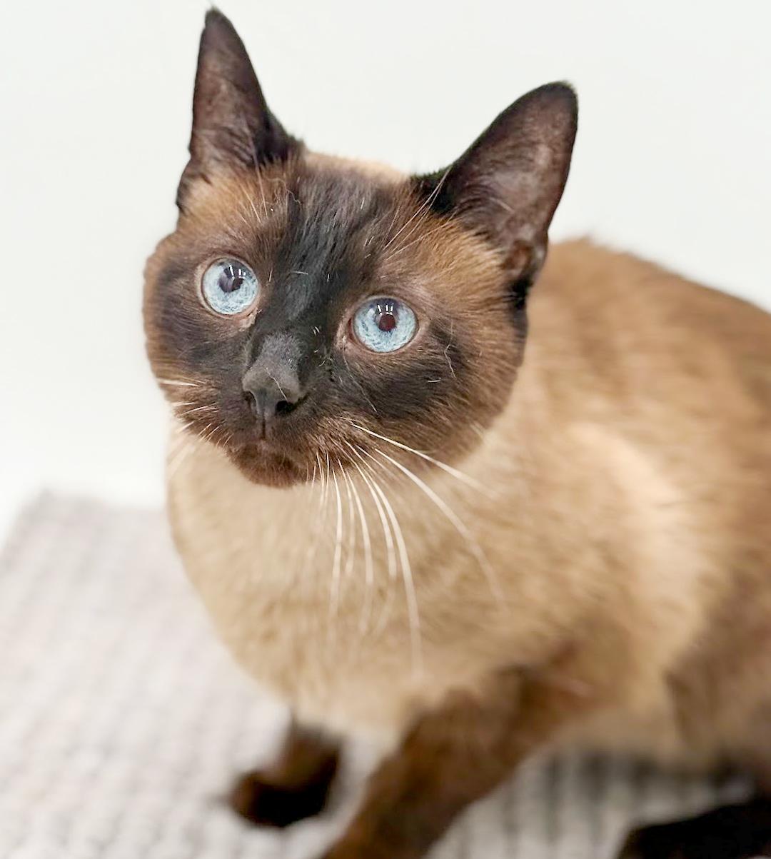 Gizmo Is Grrrreat!  thumbnail 3