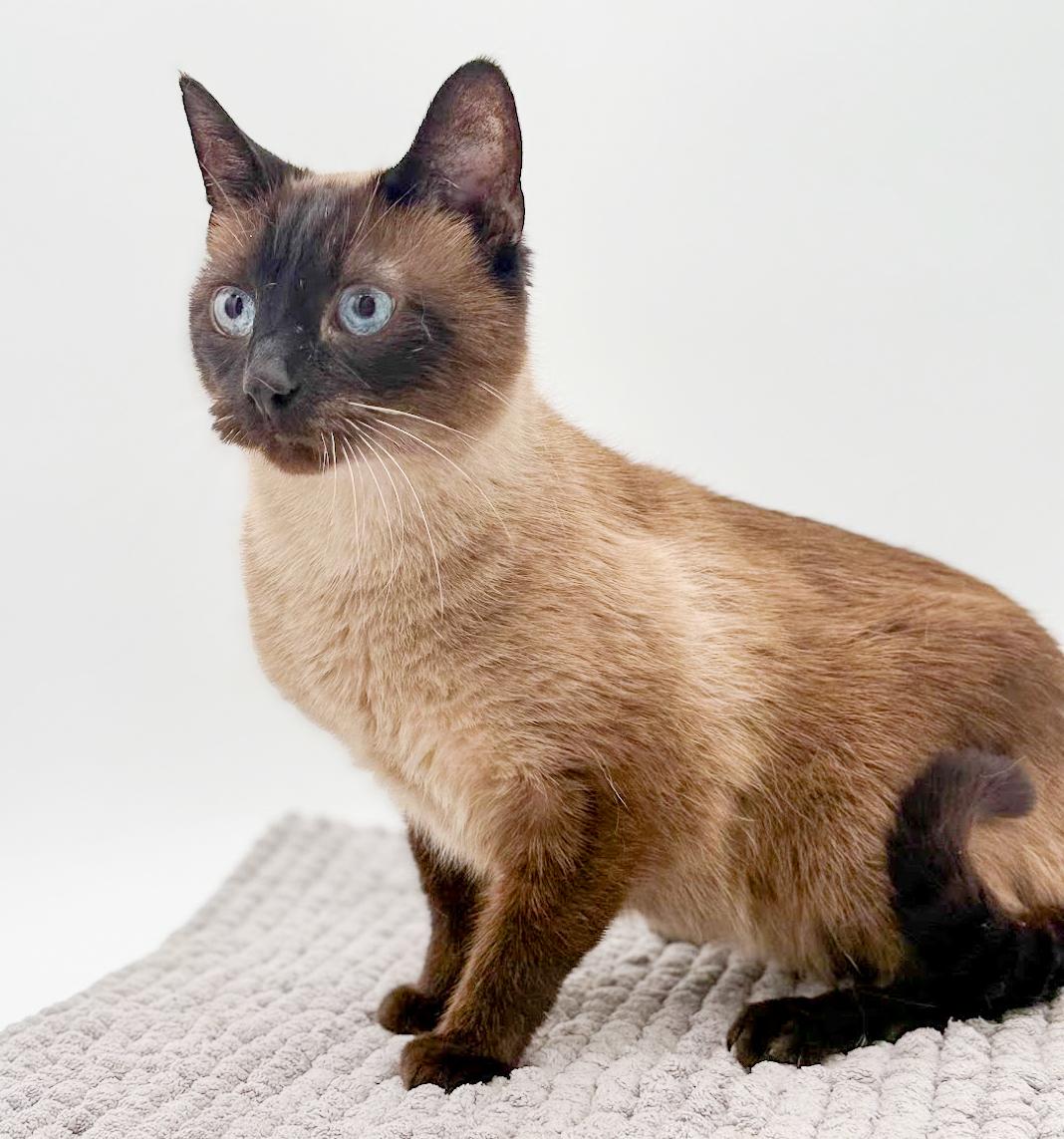 Gizmo Is Grrrreat!  thumbnail 5