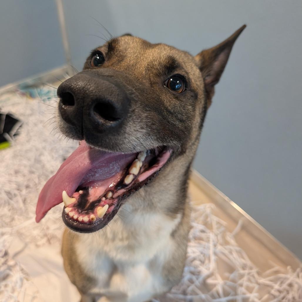 Insignia thumbnail 2