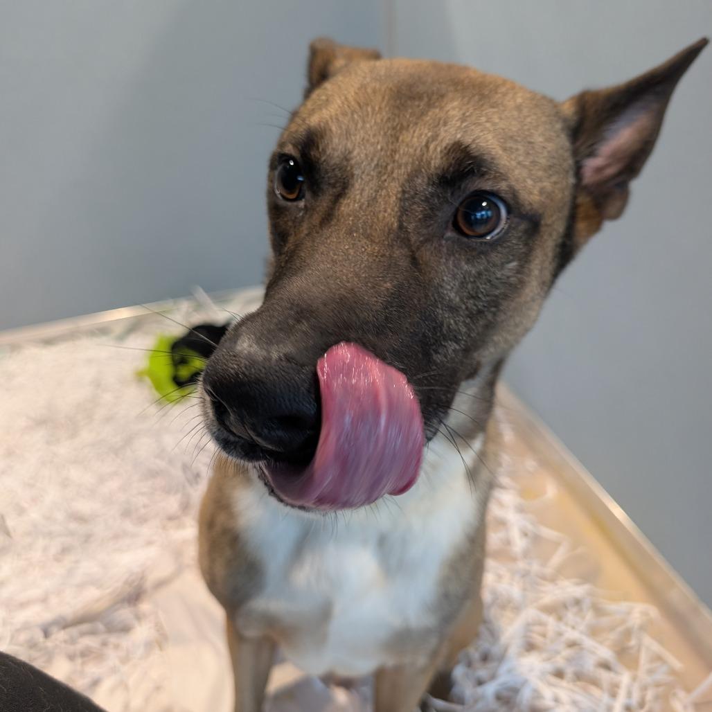 Insignia thumbnail 3