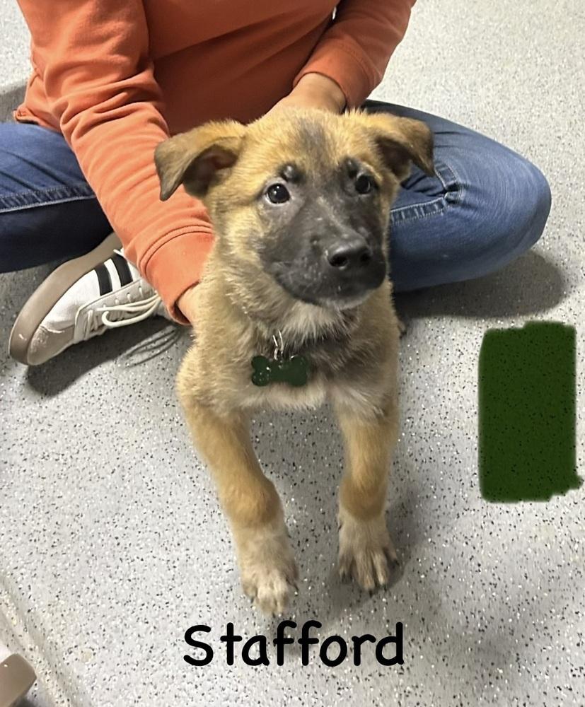 Worldwide Woofs Litter Stafford