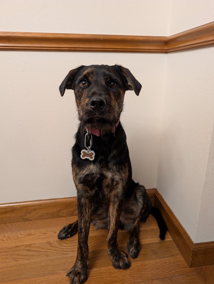 Adopt Raisin in O Fallon | Rottweiler, Boxer, Collie, Black and Tan ...