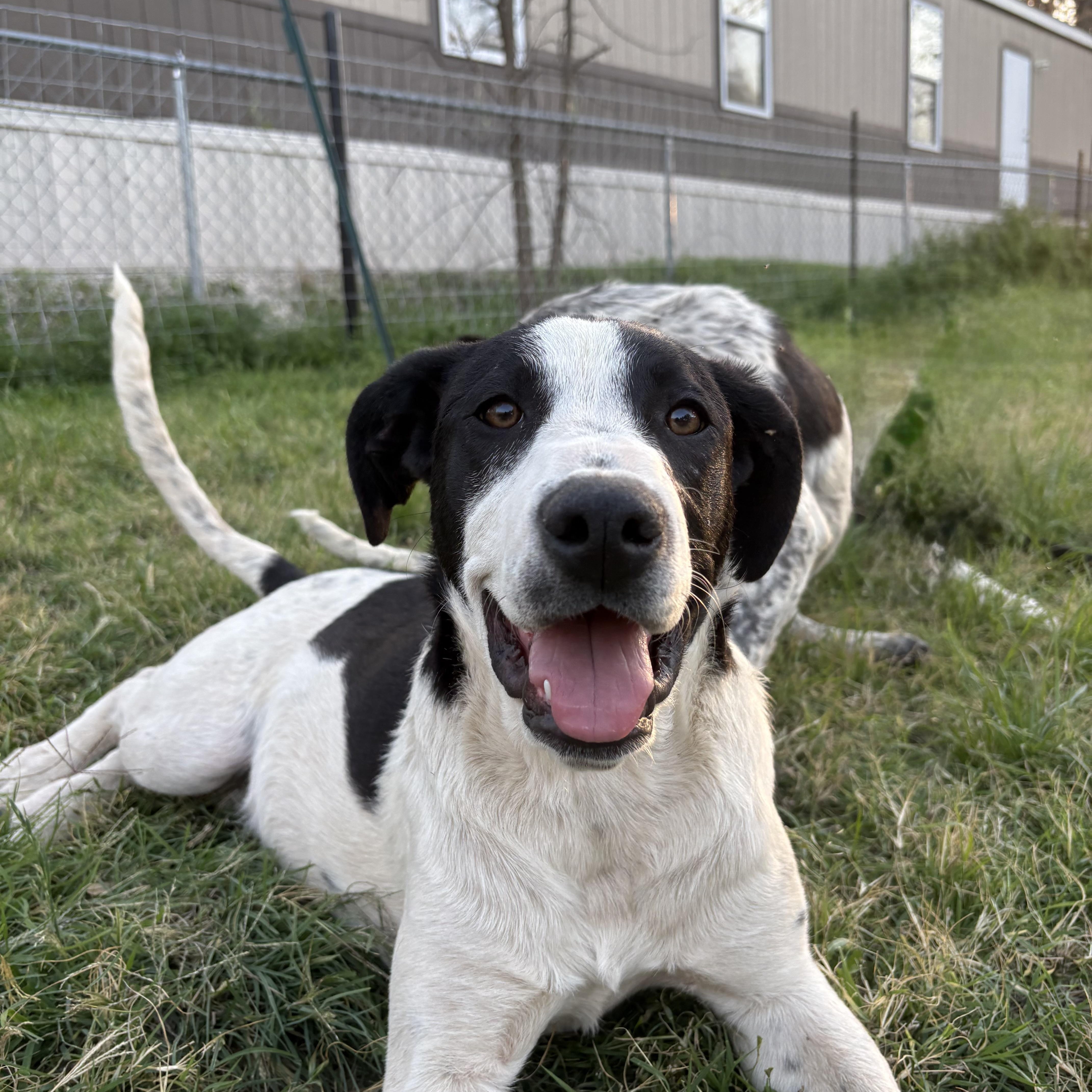 Adopt Tinker Bell in Boerne | Labrador Retriever, Pointer DOG | GetBuddy