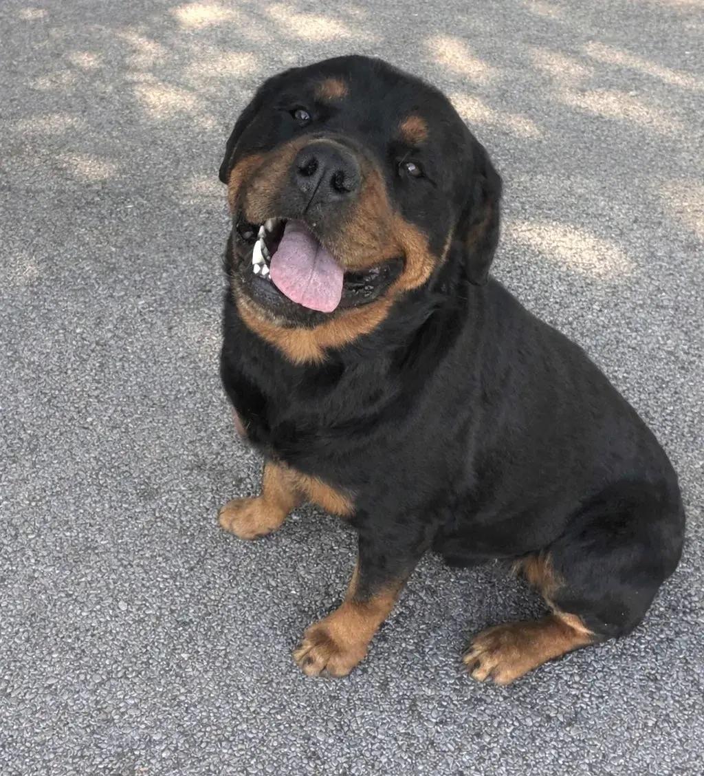 Adopt Doug in Polk | Rottweiler DOG | GetBuddy