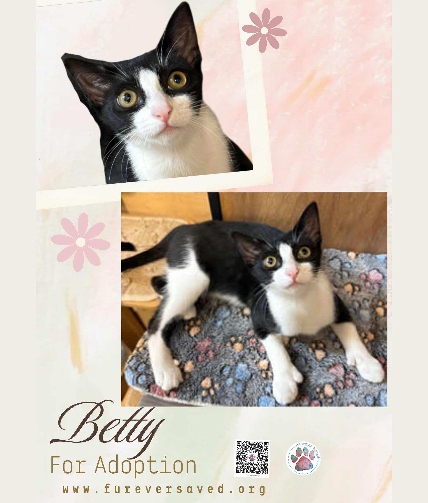 Adopt Betty in Miami | Domestic Short Hair CAT | GetBuddy