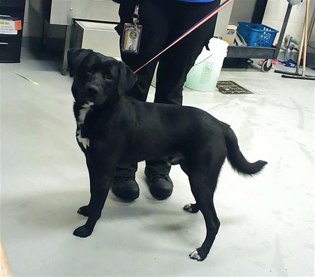 Adopt Heletrix in Fayetteville | Labrador Retriever, Mixed Breed DOG ...