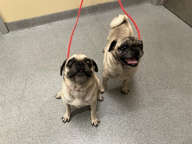 Adopt Jamie in Tustin | Pug DOG | GetBuddy