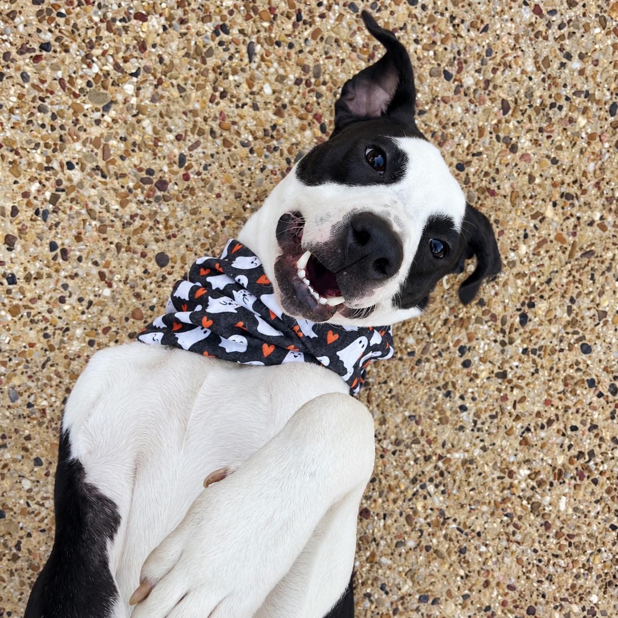 Adopt Leo in Colleyville | Pit Bull Terrier Dog | GetBuddy