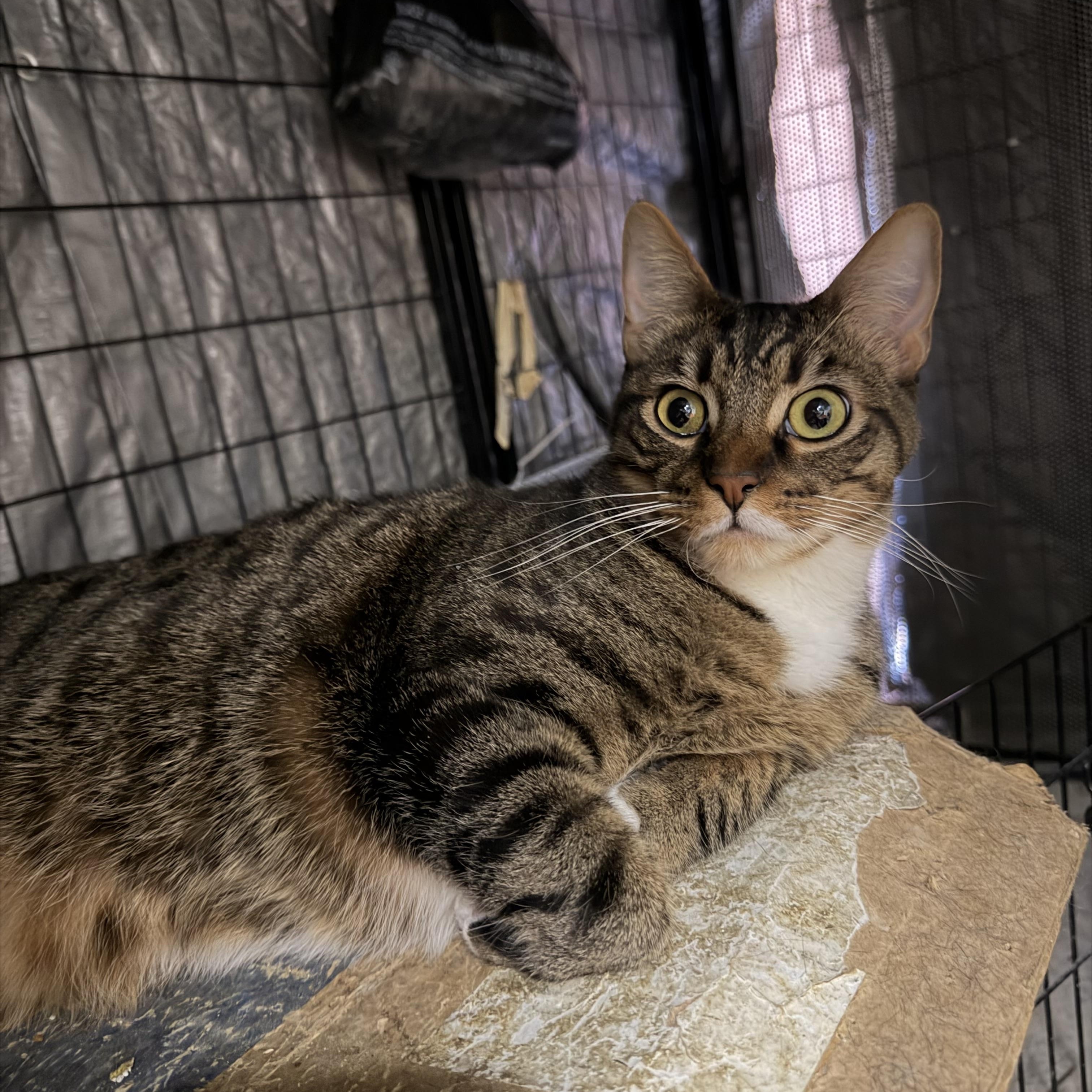 Adopt Randy in Bell Gardens | Tabby Cat | GetBuddy