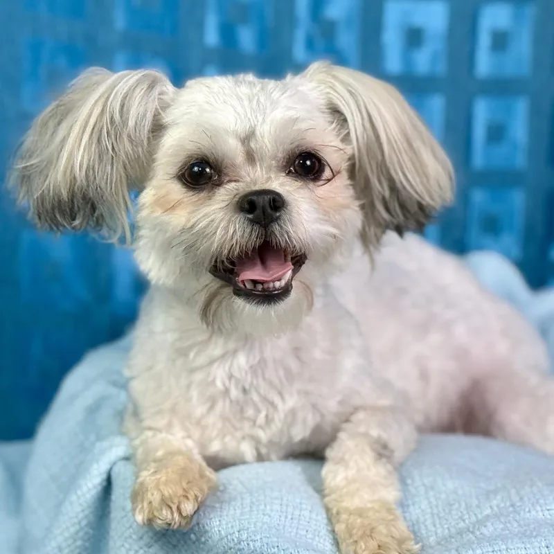 A young small-sized male Shih Tzu dog named Teddy And Bunny: Bonded for adoption in Hondo, TX