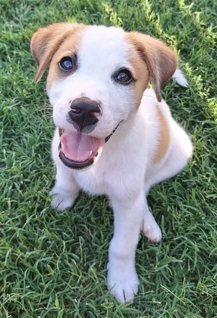 A baby small-sized male Australian Shepherd dog named Harry for adoption in Oklahoma City, OK
