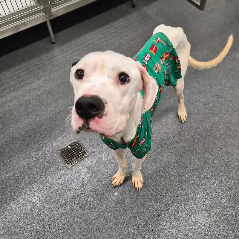 An adult large-sized male White / Cream Terrier dog named Jeebs for adoption in Montgomery, AL