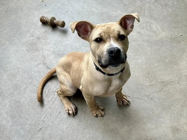 A young medium-sized male Mixed Breed dog named Zeb for adoption in Austin, TX