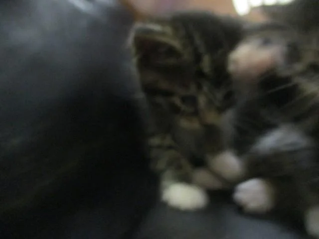 A baby small-sized female Domestic Short Hair cat named Nona for adoption in Ocala, FL