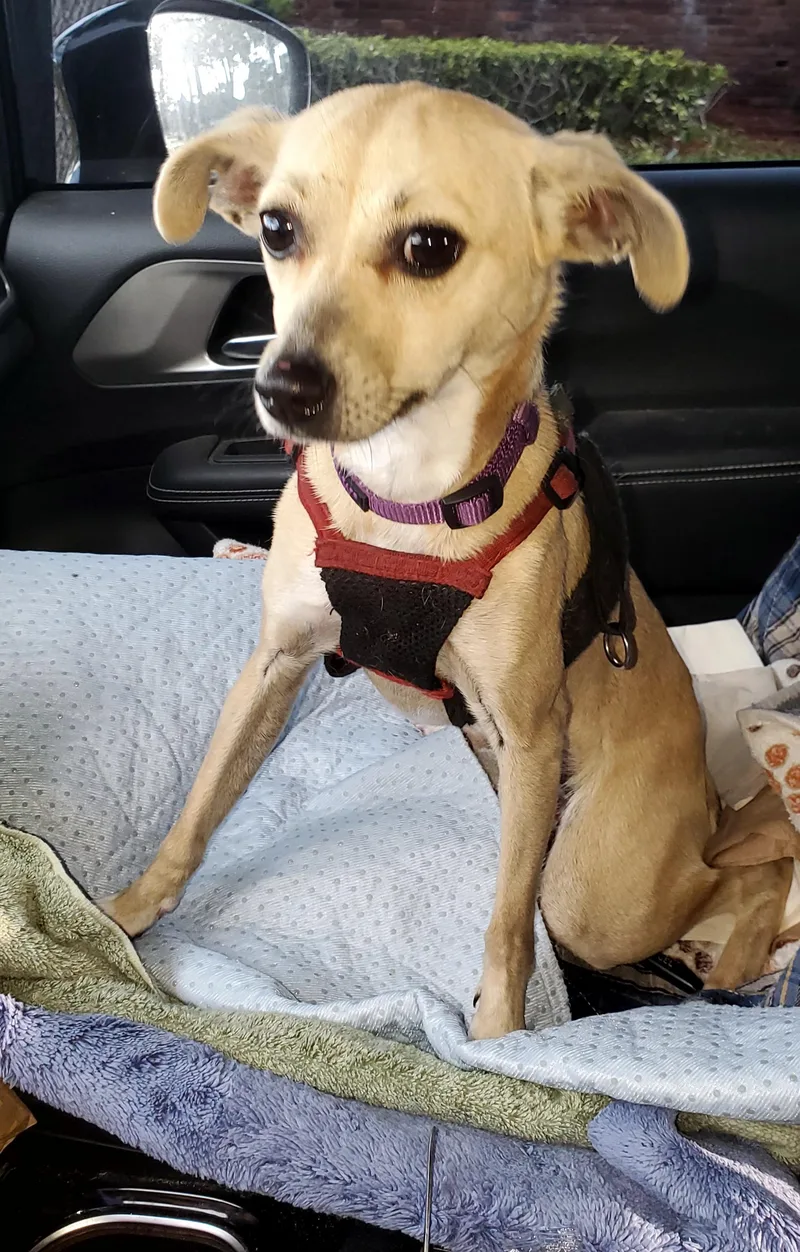 Vaalea  Read Info thumbnail 2