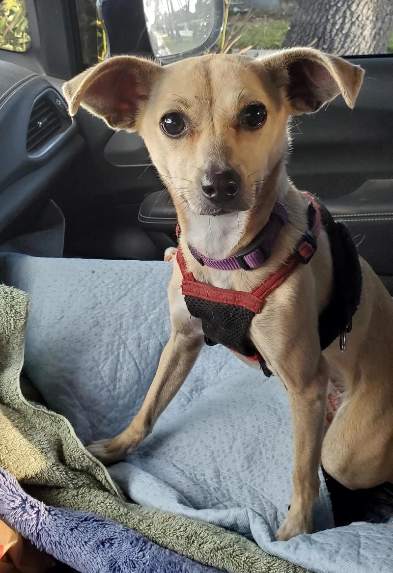 Vaalea  Read Info thumbnail 3