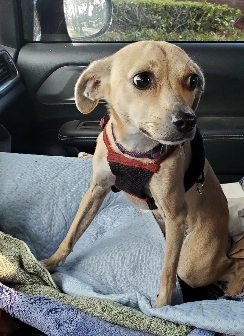 Vaalea  Read Info thumbnail 4