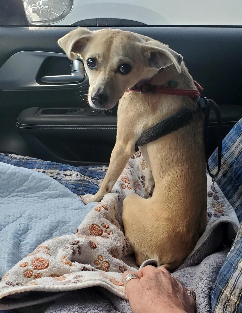 Vaalea  Read Info thumbnail 5