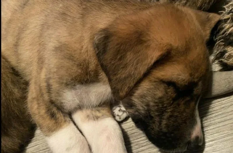 A baby large-sized female Brindle Great Pyrenees dog named Hs Bonita Aka Hilda for adoption in Warrenton, MO