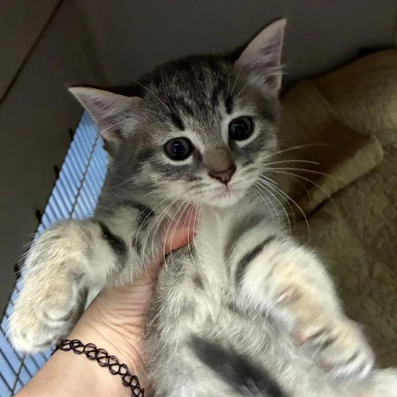 A baby small-sized male Gray / Blue / Silver Domestic Short Hair cat named Millerbird for adoption in Greensboro, NC