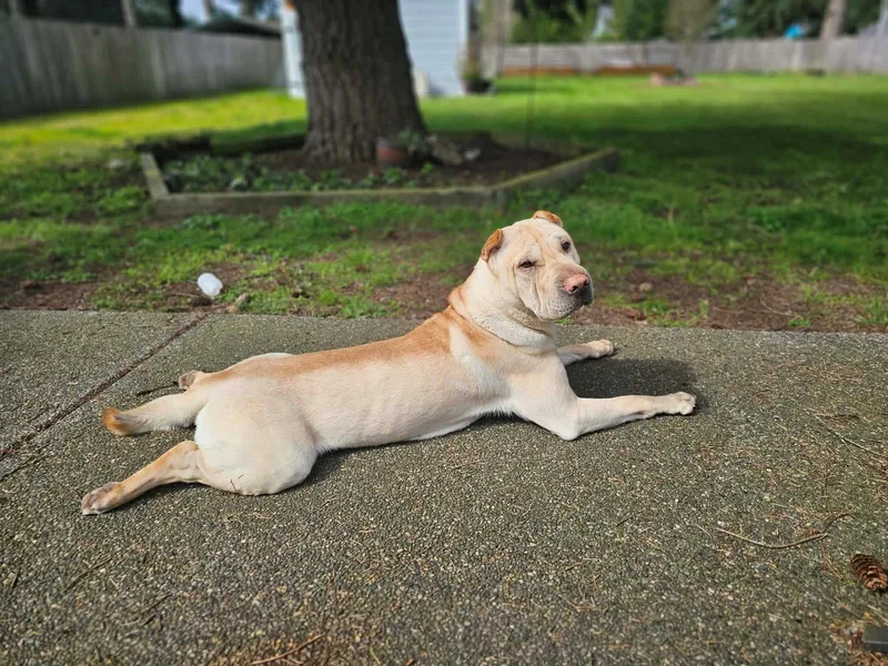 An adult medium-sized male Shar-Pei dog named Ziggy for adoption in Lake Forest, CA