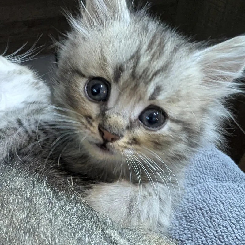 A baby small-sized female Domestic Medium Hair cat named Whisker Anne McFluffins for adoption in Tacoma, WA