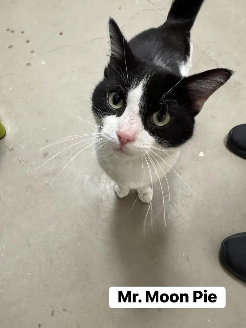 An adult medium-sized male White Domestic Short Hair cat named Mr.moonpie for adoption in Staten Island, NY