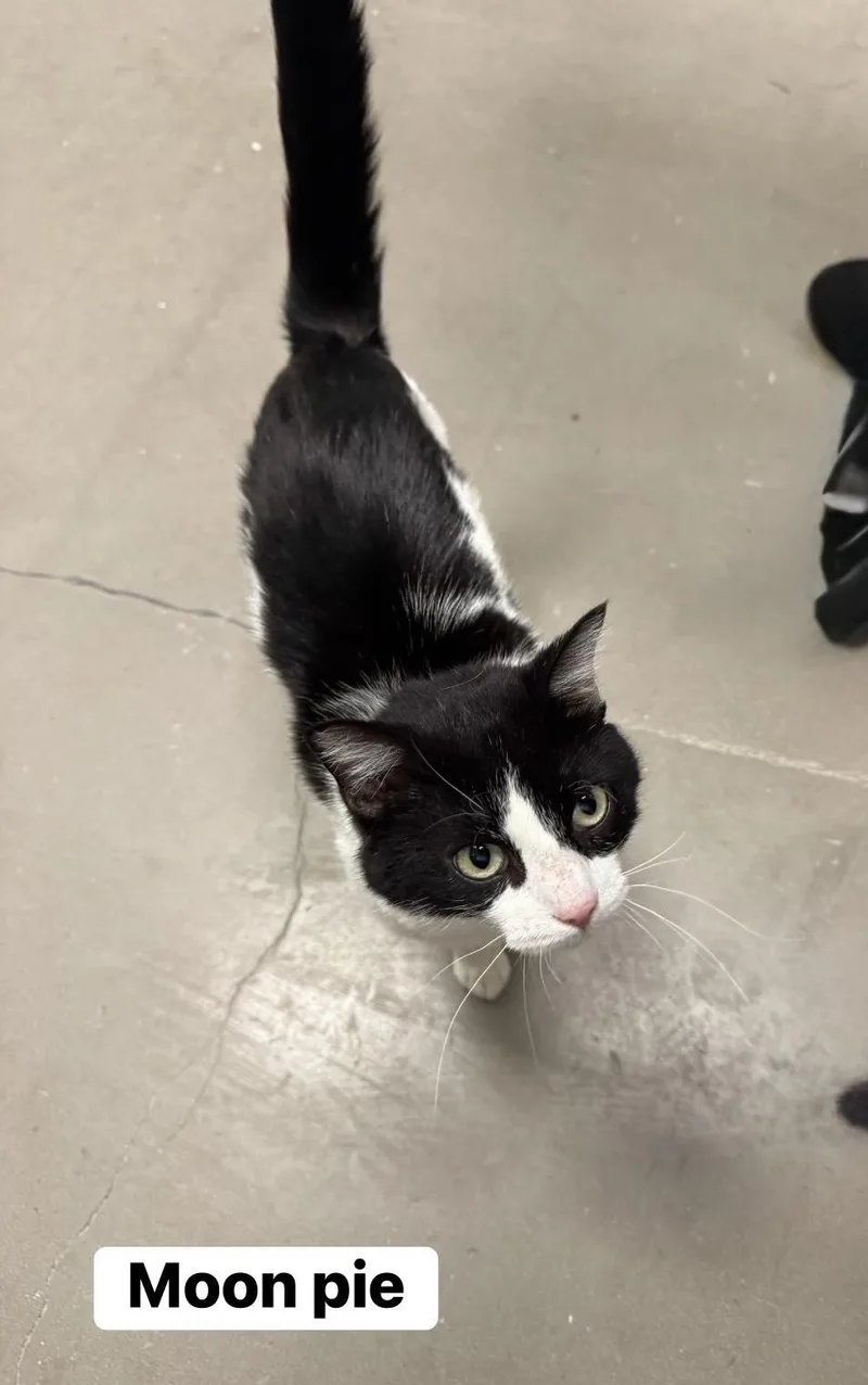 Mr.moonpie thumbnail 3