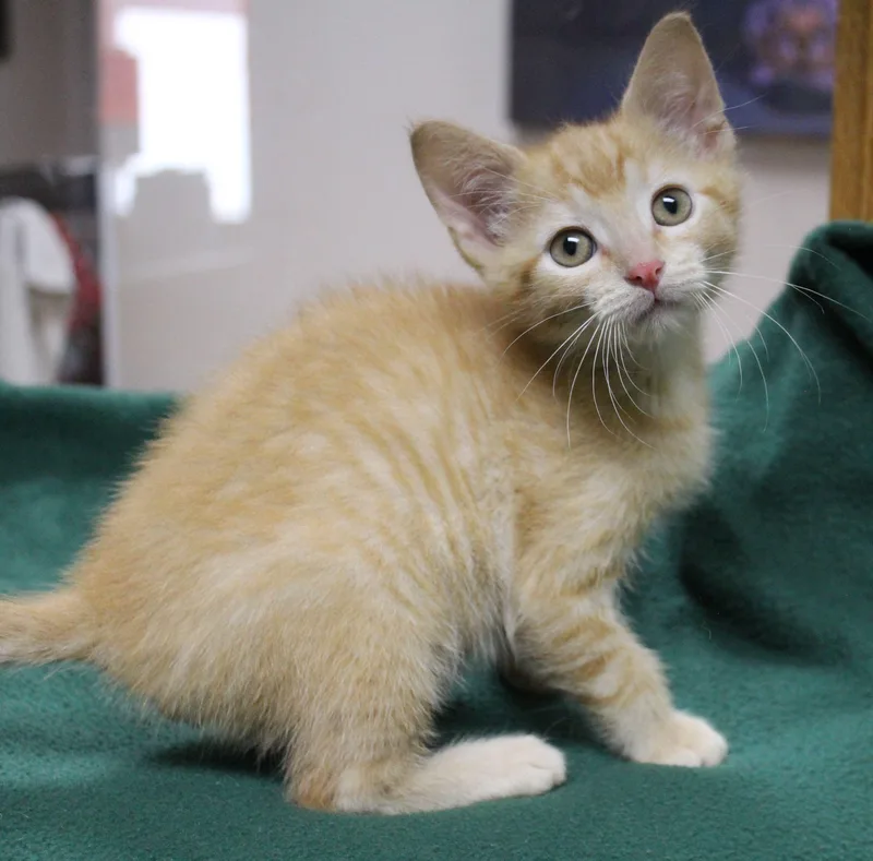 A baby medium-sized male Domestic Short Hair cat named Nutmeg for adoption in Portage, WI