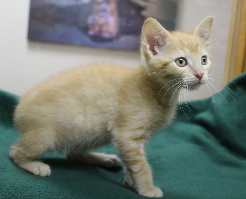 Nutmeg thumbnail 3