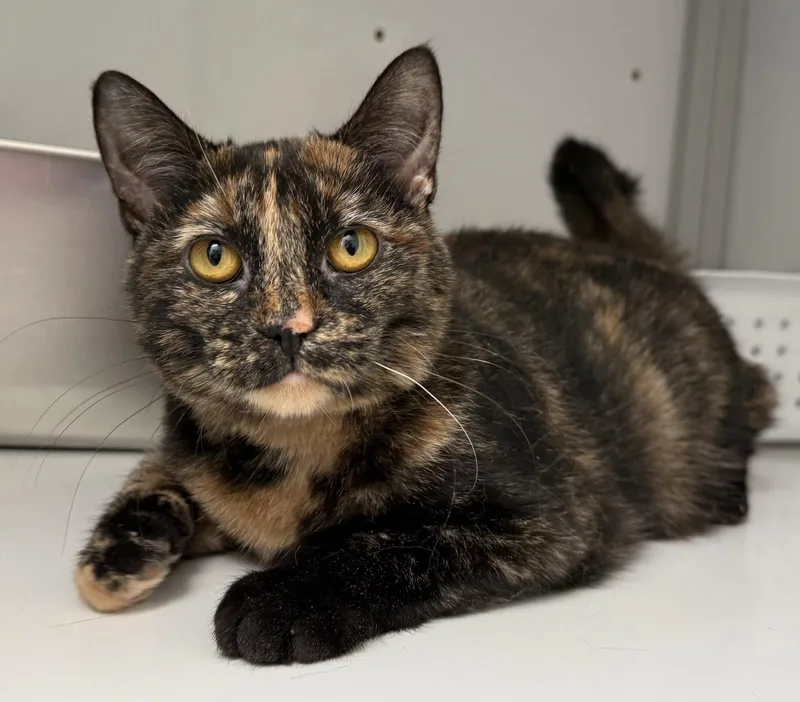 A young medium-sized female Tortoiseshell cat named Samantha for adoption in Alexandria, VA