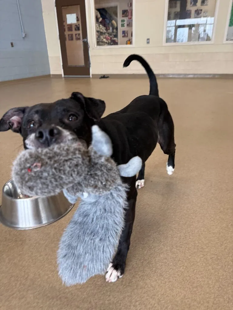 Charlotte thumbnail 2