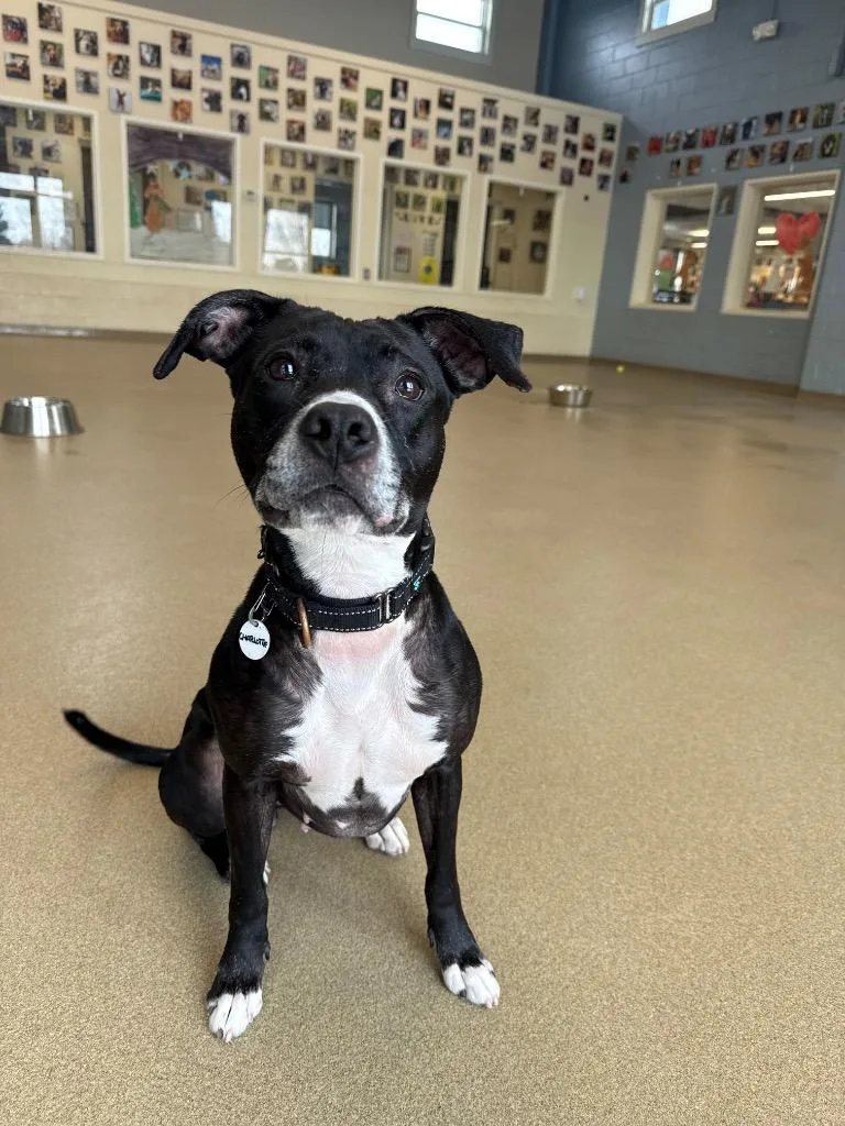 Charlotte thumbnail 3