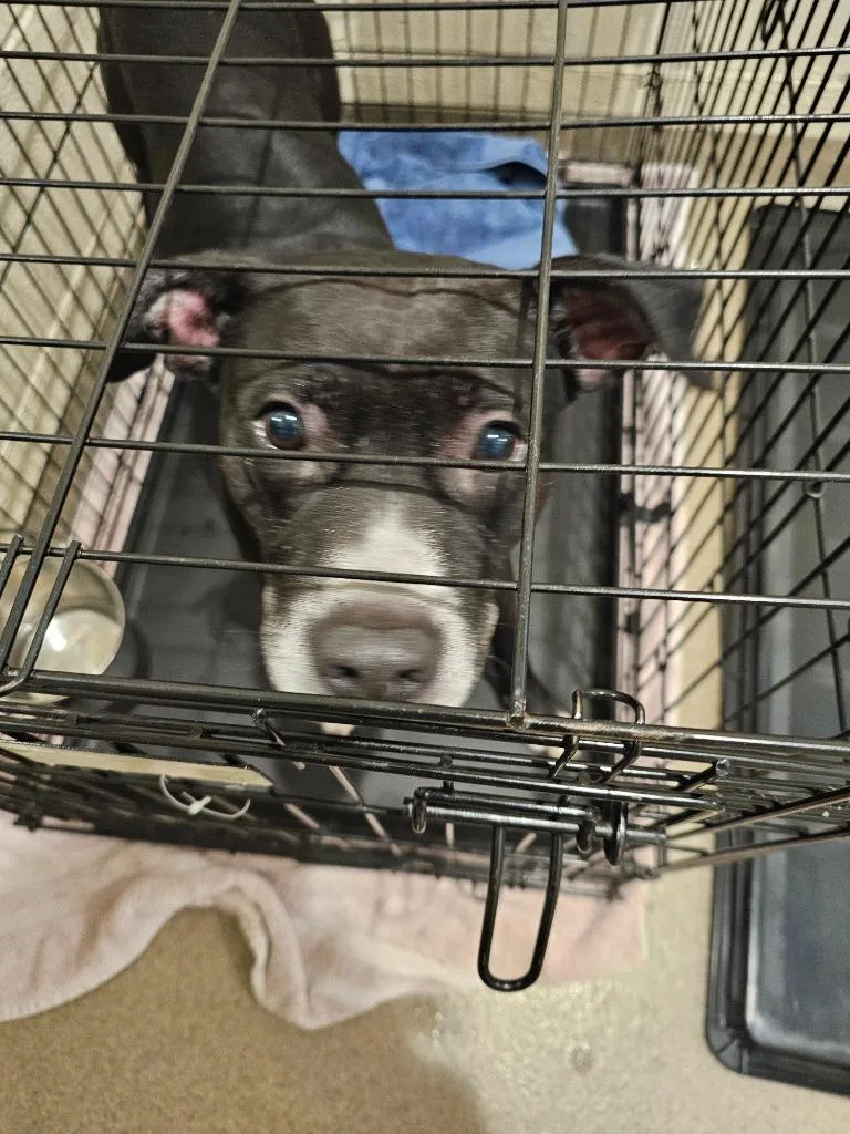 Charlotte thumbnail 4