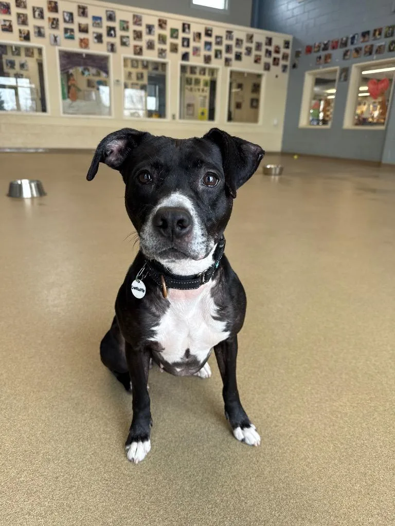 Charlotte thumbnail 6