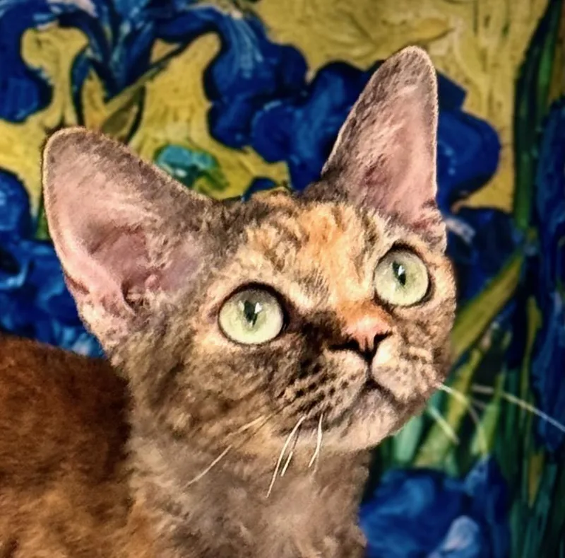 A young medium-sized female Devon Rex cat named Anastasia for adoption in Davis, CA