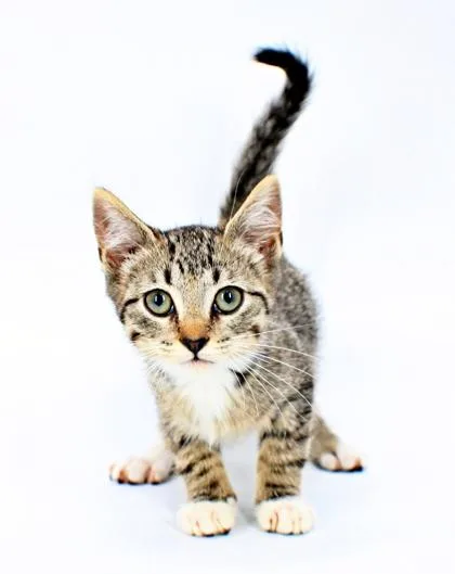 A baby small-sized male Domestic Short Hair cat named Forrest for adoption in Morton Grove, IL