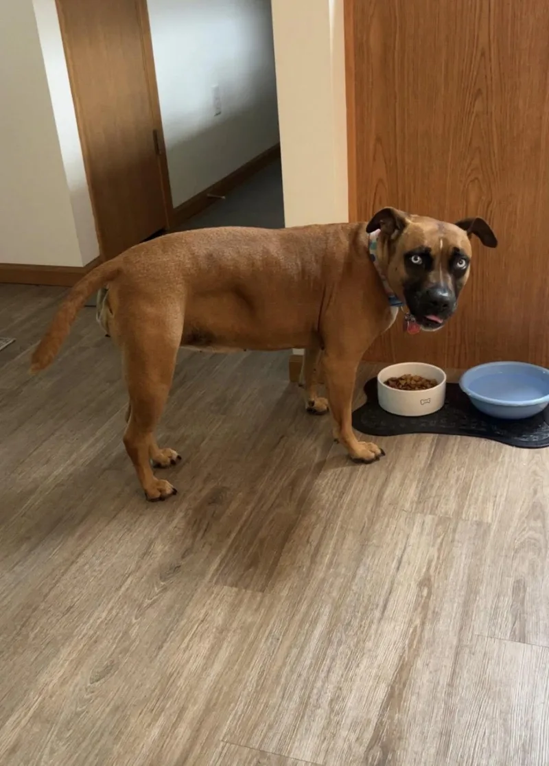 An adult medium-sized female Brown / Chocolate Boxer dog named Crystal EMERGENCY POST for adoption in Findlay, OH