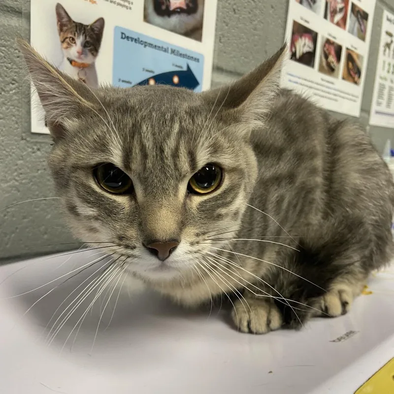 An adult medium-sized male Gray / Blue / Silver Domestic Short Hair cat named Urkel for adoption in Allentown, PA