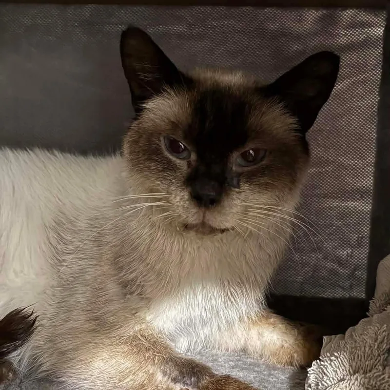 A young medium-sized male Seal Point Siamese cat named Tiny for adoption in Mira Loma, CA