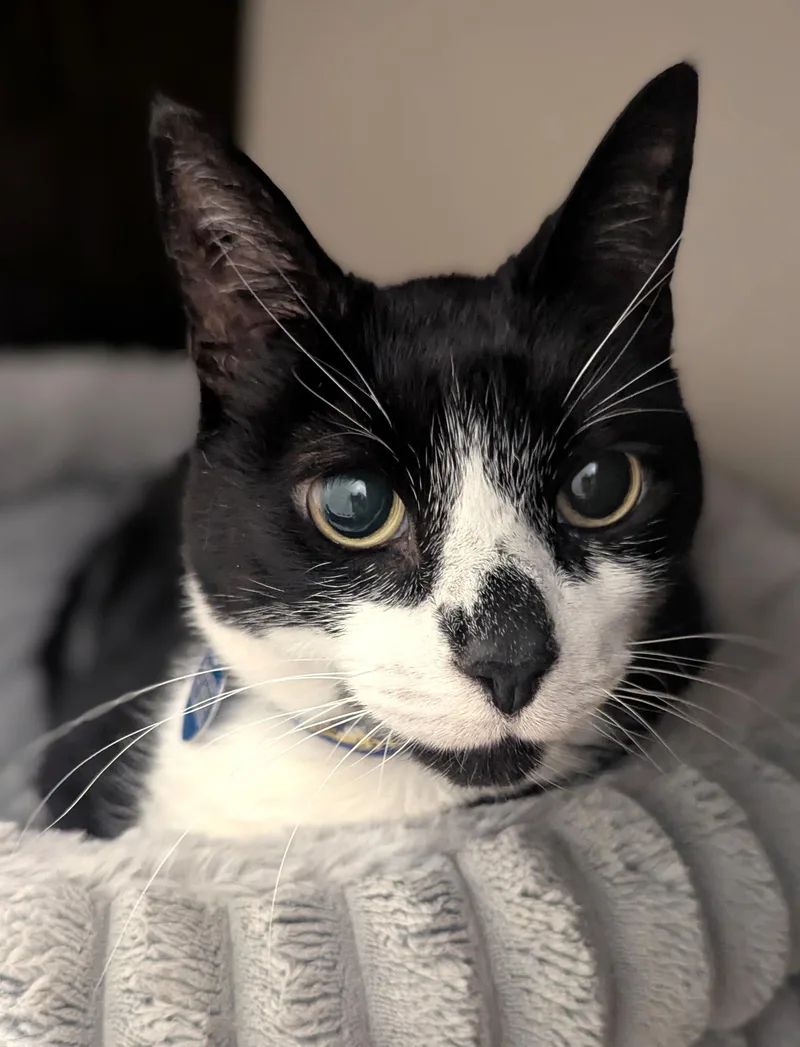 A senior extra large-sized male Black & White / Tuxedo Domestic Short Hair cat named Peanut for adoption in Monterey, CA