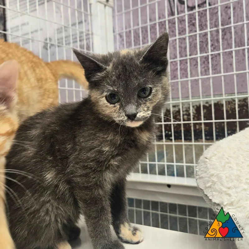 A baby medium-sized female Tortoiseshell Extra-Toes Cat / Hemingway Polydactyl cat named Giratina for adoption in Douglas, WY