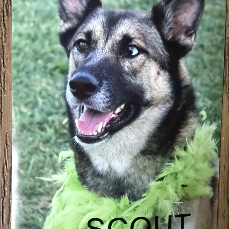 An adult large-sized female Black German Shepherd Dog named Scout for adoption in Hutchinson, KS
