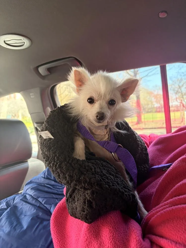 A young small-sized female White / Cream Mixed Breed dog named Monroe for adoption in New York, NY