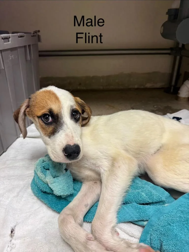 Flint