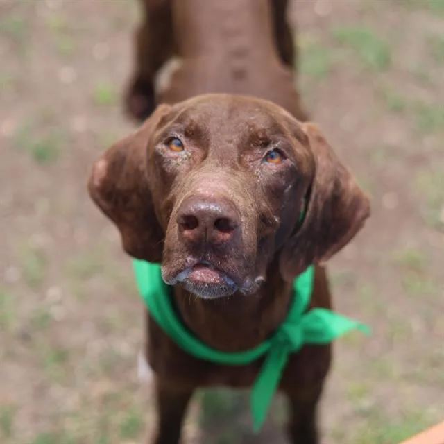 An adult medium-sized male Vizsla dog named Larry for adoption in San Antonio, TX