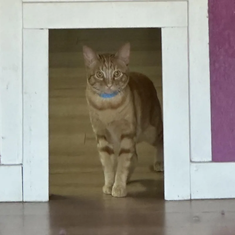 A young small-sized male Orange / Red Domestic Short Hair cat named Goob for adoption in Newberg, OR