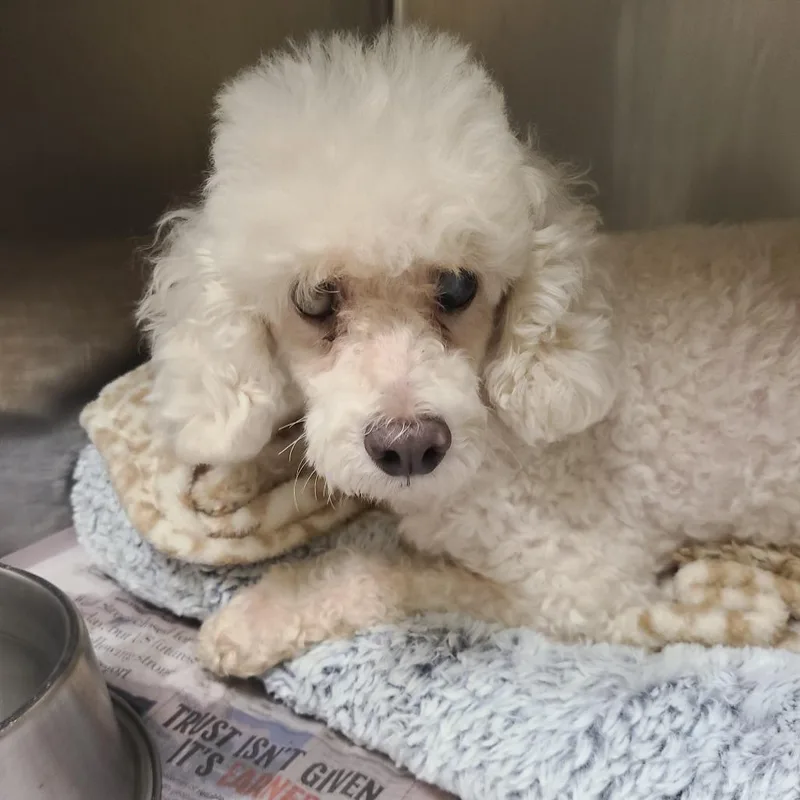 A senior small-sized male White / Cream Miniature Poodle dog named Teddy for adoption in Webster, TX