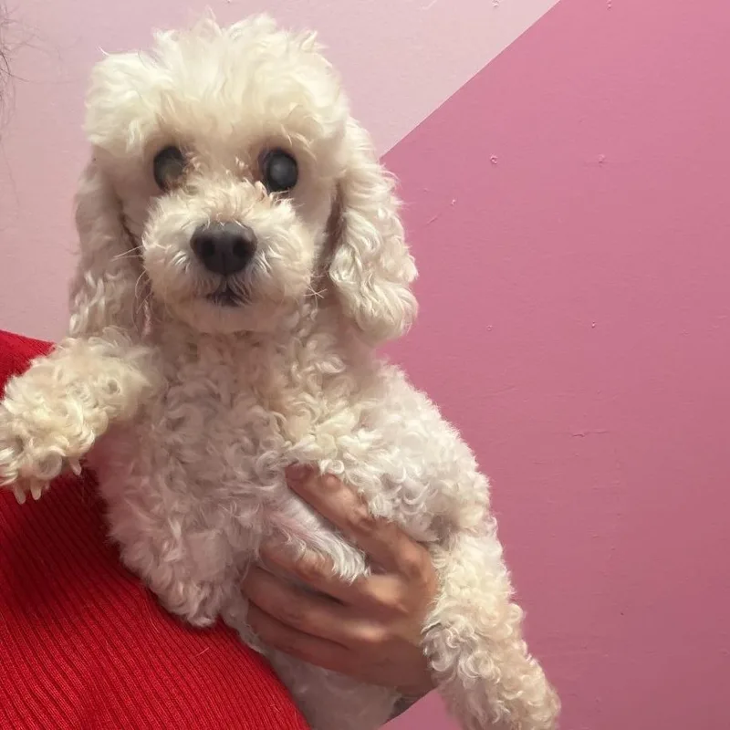 Teddy thumbnail 2